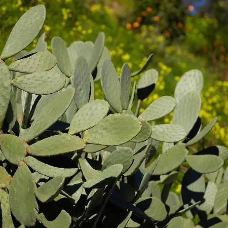 Mersa